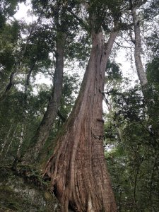 2022/1/24~28 新竹五峰大環狀線