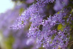 【開花筆記】最浪漫的花：紫色錫葉藤