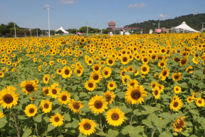 2025-09-13 大佳河濱公園賞向日葵花海─大佳河濱公園→向日葵花海→共融式遊樂場→林安泰古厝→新生公園→新生玫瑰園→花博公園