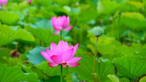 台北植物園