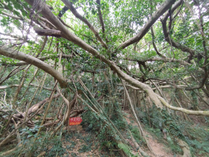 [屏東恆春][三]赤牛嶺、龜呵吠山、太平頂、南太平頂山、南灣山、崁頭、船帆石