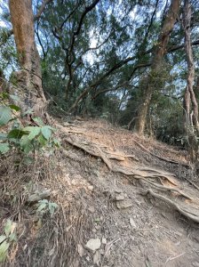 土拉你山之味上笠頂山