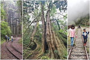 【嘉義阿里山】二萬平風景區---雲霧繚繞的二萬平車站、樹抱石夫妻樹、阿里山青年活動中心午餐