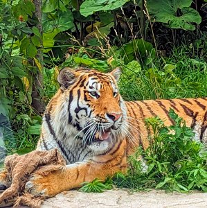 莊子慶