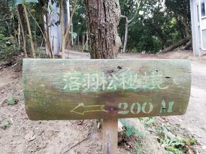 隱身於台三線101K ～ 落羽松秘境