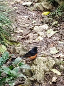 20220125柴山三角點一次逛