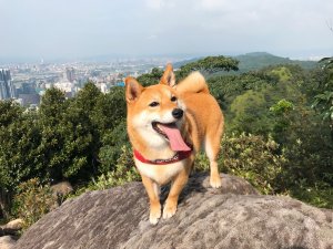 【狗狗爬山】台北內湖/金面山：入門級攀岩場體驗