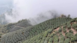雲嘉五連峰 (大尖山、二尖山、馬鞍山、梨子腳山、太平山)