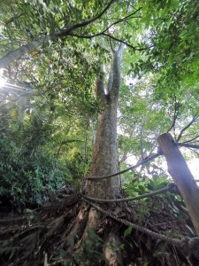 森林之木－鳥嘴山的10種樹木