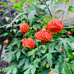 William Lin的頭像