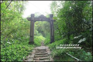 桃園大溪。齋明寺古道桐花杜鵑齊開放