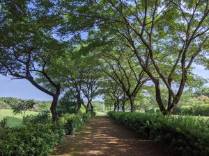 【我淨山我驕傲】 林後四林平地森林園一日淨山