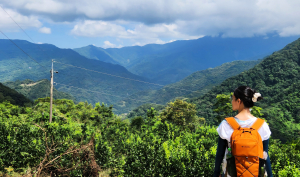 瀑布，溪流，杉木，夏日秘境，三峽水車寮林道之旅