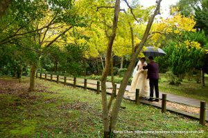 秋已至雨如織 ，下雨天賞花吧 2024 D1120 仙草一分田、苗栗銅鑼杭菊生活節、陽明山花卉試驗中心黃金楓