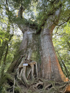華麗的羅馬縱走(居然包場)