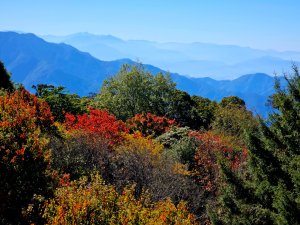 大雪山森林遊樂區賞楓
