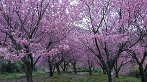 108年02月20日 武陵農場櫻花季