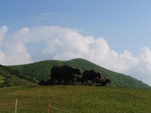 第237章[臺北市士林區] 陽明山] 擎天崗的牛