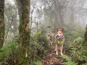 野狗足跡-狗狗爬山日誌 新竹縣尖石鄉 魯壁山 東穗山 O型