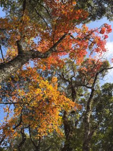 鳶嘴稍來步道賞楓季 ，大雪山門票優惠到12/31！