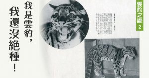 【保育】雲豹在台灣的前世今生（下）