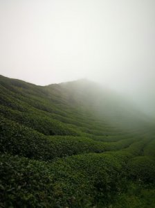 20190105雲霧中的大崙山武岫農圃
