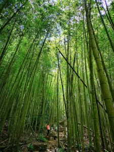 日月潭最高峰--水社大山