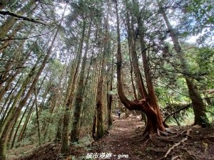 【台中和平】清風徐來蟬鳴聲。 谷關七雄~馬崙山步道