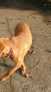 向天湖。奶茶不外帶