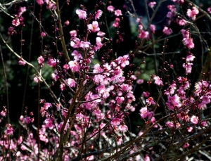 【開花筆記】梅花報報