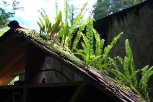 桃園復興區  東卡O縱