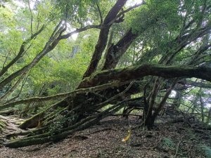 霞喀羅古道-西高橋山-高橋山-霞喀羅大山