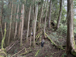 獵人古道走阿里山