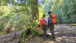 【雪見遊客中心】大板根、北坑山、東洗水山步道、司馬限林道~6.2K老少皆宜的悠閒步道，2.2K考驗體力與耐力，大板根步道