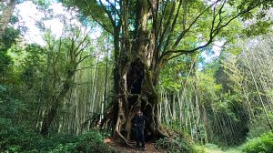 特富野古道走拉拉喀斯巨木群步道、梯子板山