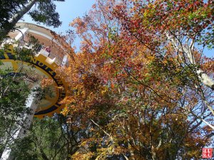 【桃園】石門水庫染楓紅