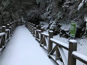 【新聞】拉拉山巨木區若遇降雪 將管制車輛進入