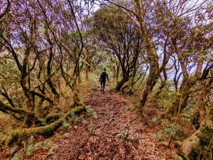 《北插天山》山毛櫸尾聲、有點難攀的中級山