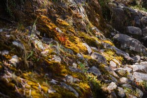 馬來西亞神山+鋼索探險