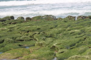 2025-04-15 觀賞老梅綠石槽─老梅站→老梅海灘→老梅迷宮→富貴角濱海步道→富貴角燈塔→富基漁港→老梅綠石槽→海灣綠洲→老梅站