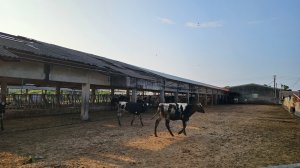 【誰是本尊？誰又是分身？】解鎖第53座小百岳#038鐵砧山