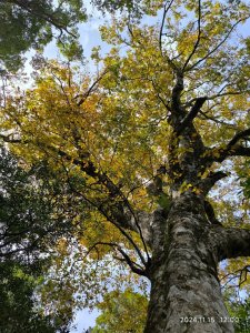 內鳥嘴山（山毛櫸、北得拉曼神木