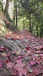 【熱門不代表輕鬆！】雖說鳶嘴稍來是中部熱門登山路線，但它可不是人人都能征服的美。小百岳#039稍來山。