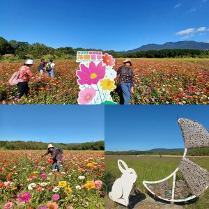 2023關渡花海~花田喜事