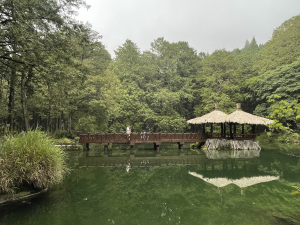 阿里山森林步道放鬆之旅～～山林幽靜漫遊讓人流連忘返不捨離去