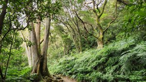 勇闖虎山神木群，來場郊山大冒險，林口頂福巖森林步道（林口森林步道）