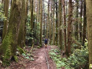 【苗栗南庄鄉】奇幻森林~加里山小O（大坪登山口）