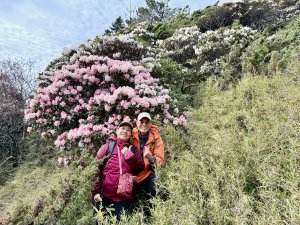 小奇萊賞杜鵑趣--與高山杜鵑的約定    2026.4.28