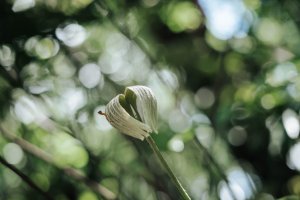 【台灣原生生物百科】 侏羅紀的綠色活化石：雙扇蕨
