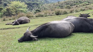 陽明山東西縱走